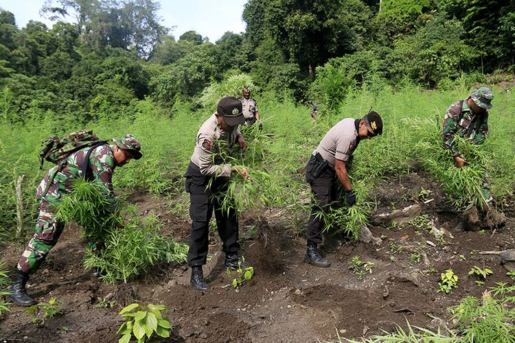 Polres dan Kodim Aceh Besar kembali memusnahkan lima hektar tanaman ganja yang ditemukan di kawasan hutan Desa Cot Sibate, Kecmatan Montasik, Aceh Besar, Kamis (14/3/2019). Puluhan ribu batang ganja dimusnahkan langsung di lokasi dengan cara dicabut kemudian dibakar.