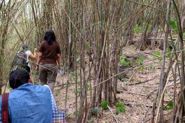 Hutan bambu di Provinsi Chai Nat, Thailand, itu dikelola komunitas masyarakat bernama Khao Rao Thian Thong. Hutan milik negara seluas 159 hektar tersebut menjadi sumber bahan pangan, seperti rebung dan jamur yang menjadi tambahan pendapatan masyarakat. Foto diambil Kamis (9/7/2015) saat kunjungan lapangan media ASEAN di sela-sela lokakarya di Thailand. Saat itu, rebung-rebung tidak tumbuh seiring musim kemarau.