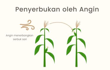 Ilustrasi Penyerbukan oleh Angin
