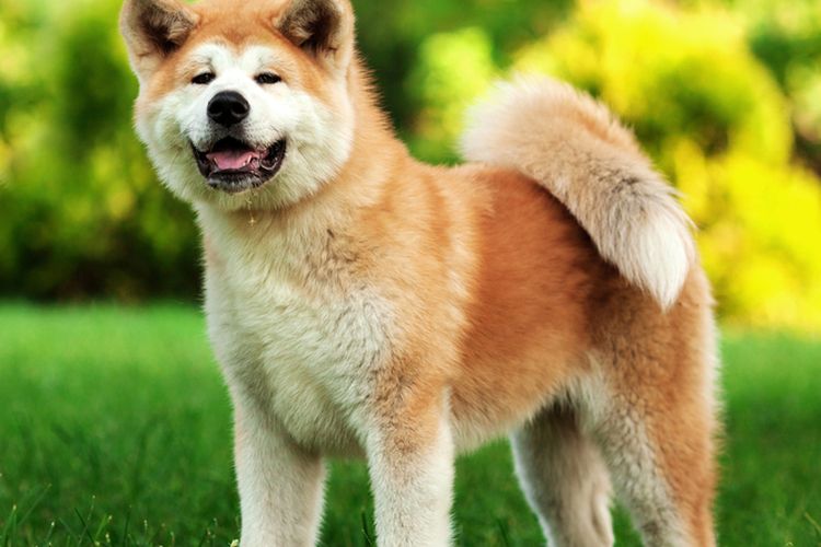 7 Fakta Menarik Anjing Akita Inu, Setia dan Berpengaruh Kuat di Jepang