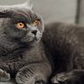 Mengenal Kucing British Shorthair, dari Penampilan hingga Sifatnya