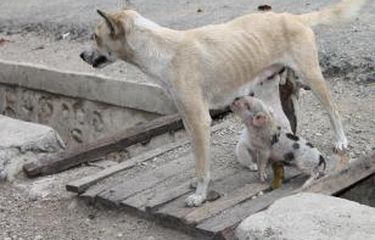Di Kefamenanu, Anak Babi Menyusu Pada Anjing