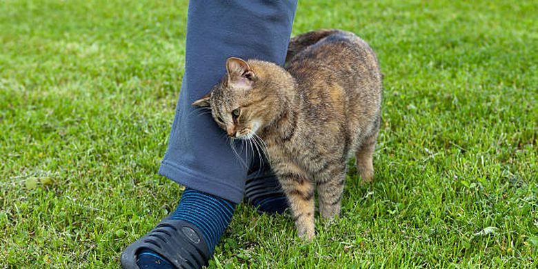 6 Alasan Mengapa Kucing Menggosokkan Wajahnya ke Kaki Manusia - Kompas.com