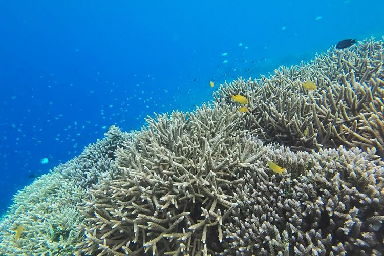 Pemandangan bawah laut Bunaken Timur, spot snorkeling untuk pemula di Taman Nasional Laut Bunaken, Manado, Sulawesi Utara, Kamis (30/10/2025). 