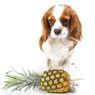 Amankah Memberikan Nanas pada Anjing?