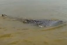 Kawanan Hiu Tutul Muncul di Perairan Probolinggo, Terlihat oleh Nelayan dan Wisatawan