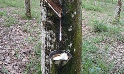 Pemerintah Buka Peluang Petani Karet Dapat Pupuk Subsidi