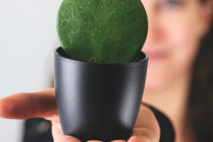 Ilustrasi hoya hearth, tanaman hias