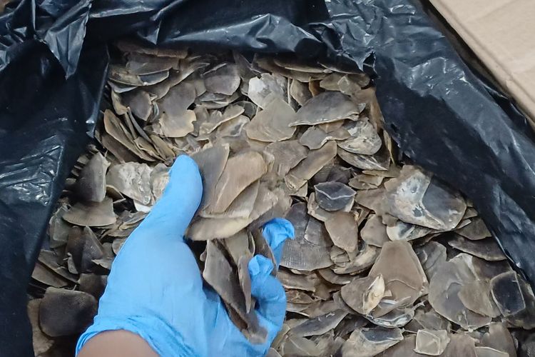 780 Kg Sisik Trenggiling Hendak Diselundupkan ke Vietnam, Digagalkan di Perairan Banten