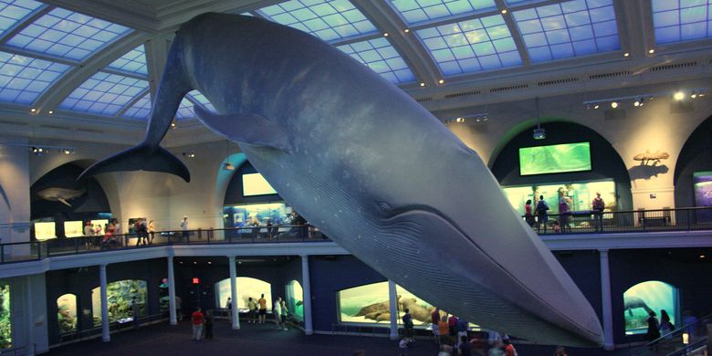 the five largest sea animals Archives - World Today News