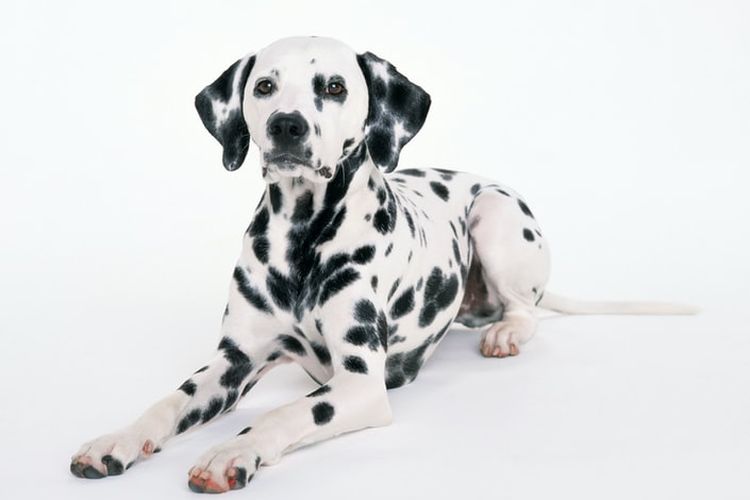 Ilustrasi anjing Dalmatian