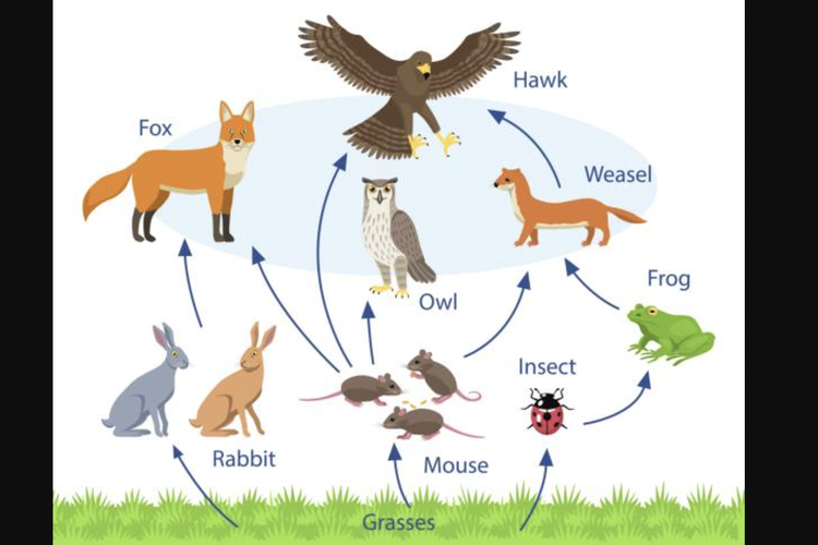 Ilustrasi rantai makanan dalam ekosistem.