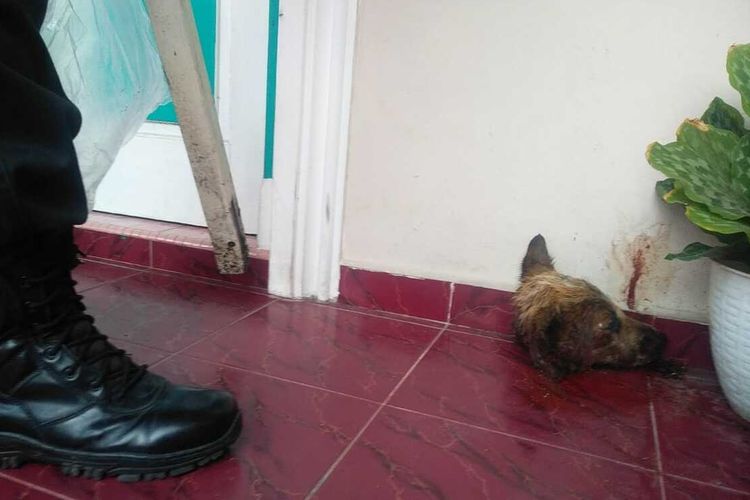 Potongan kepala anjing yang ditemukan di teras rumah Humas Kejati Riau, Muspidauan, di Kota Pekanbaru, Riau, yang diduga aksi teror, Jumat(5/3/2021).