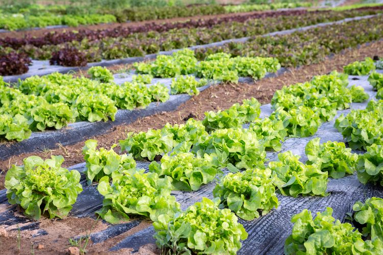 Ilustrasi mulsa plastik di lahan penanaman sayuran. 