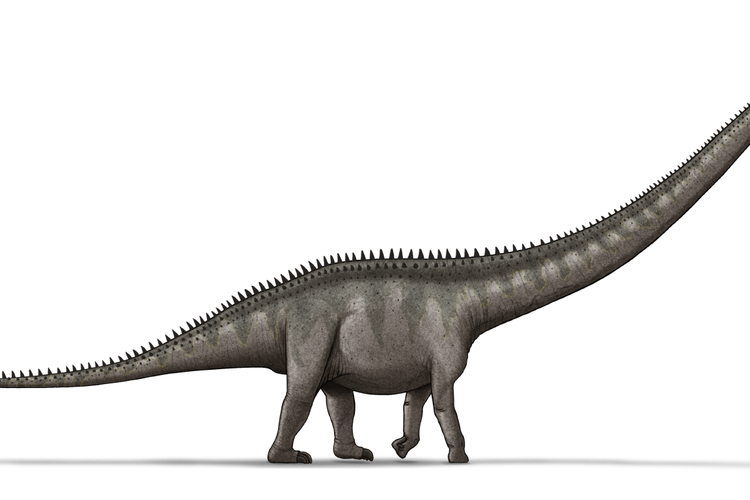 Ilustrasi Supersaurus, berdasarkan sketsa yang digambar oleh Scott Hartman