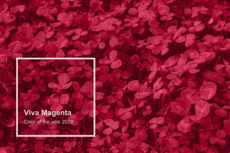 Ilustrasi warna viva magenta, warna dipilih oleh perusahaan manajemen standar warna, Pantone, sebagai Color of the Year 2023