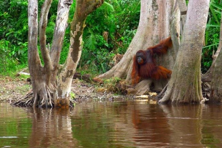 Orangutan terlihat berkeliaran di Pulau Hampapak, di tengah Sungai Kahayan, Palangkaraya, Kalimantan Tengah, akhir Maret 2013. Aksi satwa dilindungi itu dapat disaksikan wisatawan yang menikmati paket wisata susur sungai. Paket-paket lain antara lain mengunjungi betang atau rumah khas Dayak, menjelajah Taman Nasional Sebangau, memancing, dan mengenal budaya masyarakat lokal.
