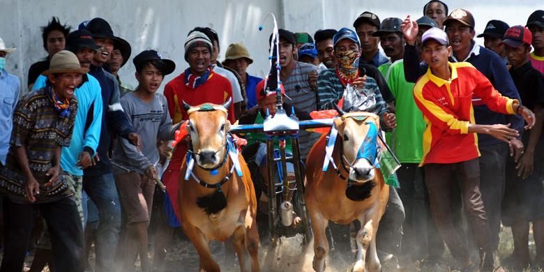 Seleksi Karapan sapi Piala Presiden tingakt kecamatan mulai digelar di Pamekasan, Senin (22/9/2014). Karapan sapi kali ini mulai menghilangkan unsur kekerasan.