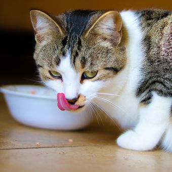 Alasan kucing suka menjilati lantai dan permukaan lain bisa saja karena merasa bosan, menemukan tetesan makanan, atau bisa masalah kesehatan serius.