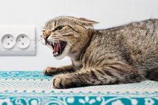 Rabies pada Kucing, Berikut Penyebab dan Gejala yang Perlu Diwaspadai