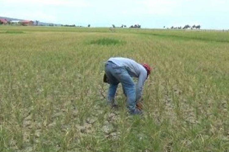 Ratusan hektar padi di Polman, sulawesi barat gagal panen karena mati kekeringan