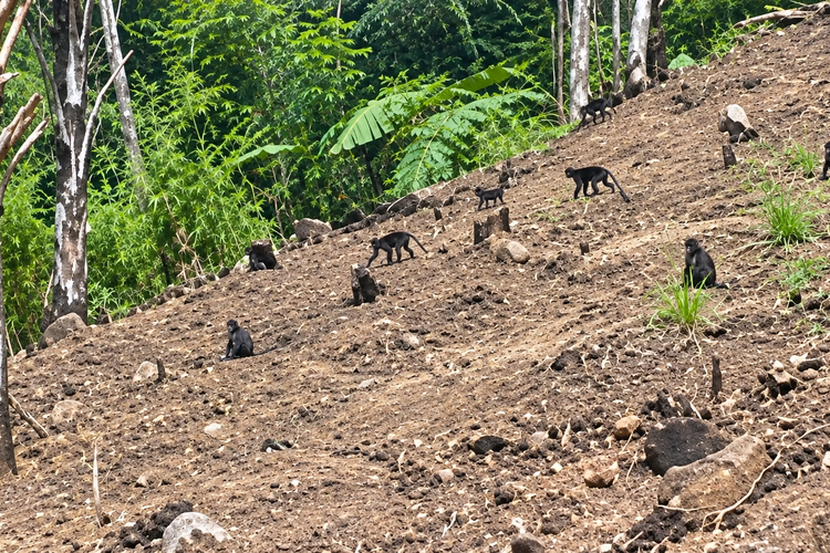 Diduga Imbas Karhutla, 25 Monyet Hitam Masuk Kebun Warga di Pinrang