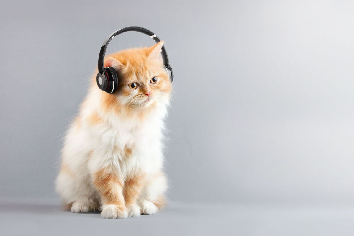 Manfaat kucing mendengarkan musik.