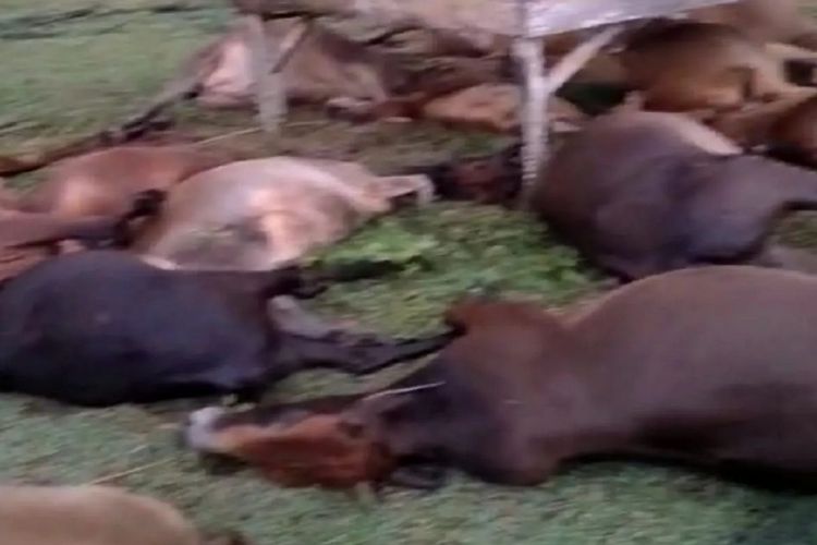 Sejumlah sapi mati akibat disambar petir di wilayah Ligan, Aceh Jaya, Selasa (30/4/2024).