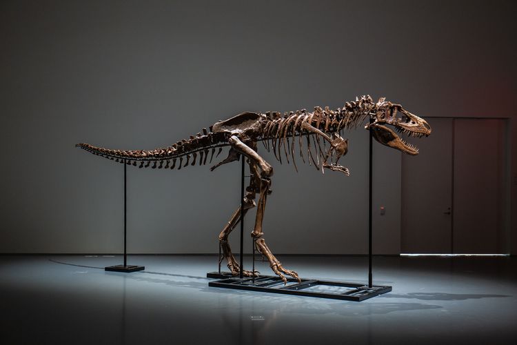 Fosil gorgosaurus, kerabat dinosaurus tyrannosaurus rex yang hidup sekitar 77 juta tahun yang lalu, telah dijual melalui lelang seharga lebih dari 6,07 juta dollar AS atau setara nyaris Rp 90 miliar.
