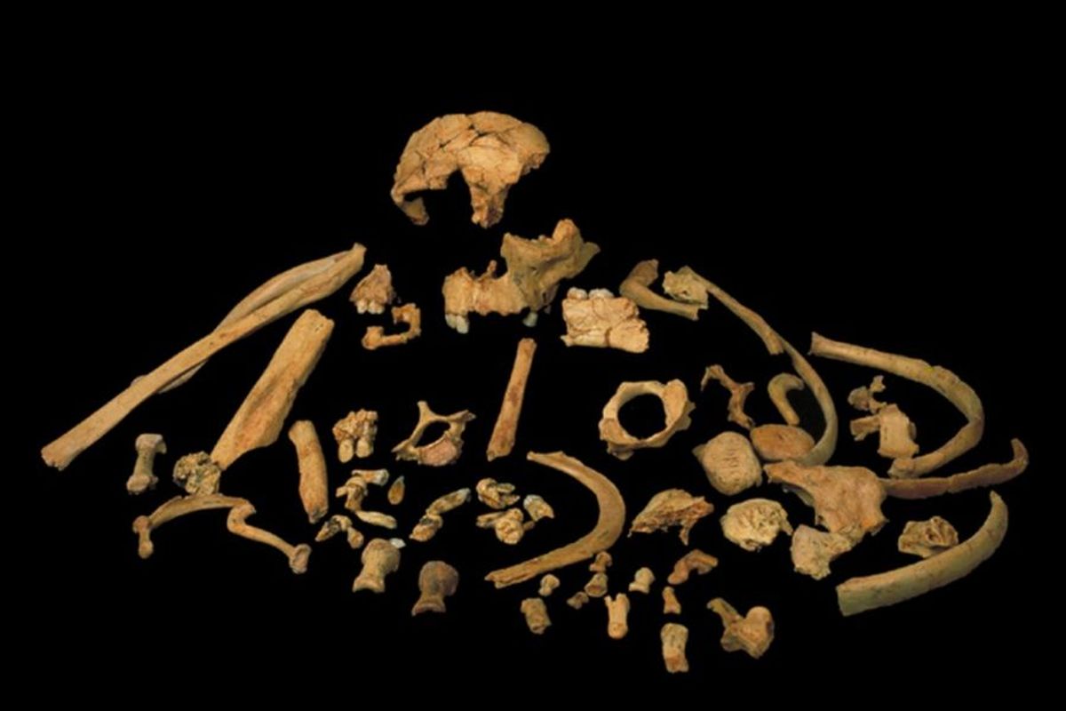 Potongan tulang Homo antecessor