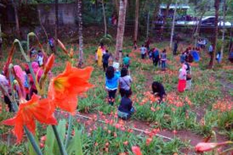 Para pengunjung saat berfoto di kebun bunga Amarylis di Desa Salam Kecamatan Patuk Gunungkidul