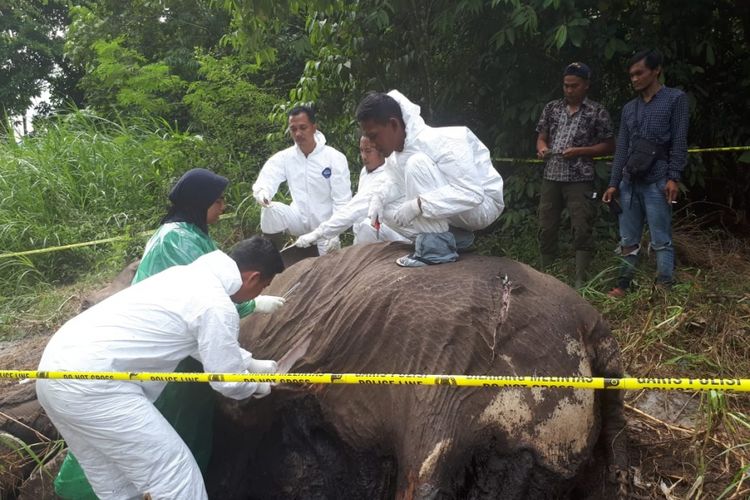 Tim dokter Balai KOnservasi Sumber Daya Alam (BKSDA) Aceh melakukan proses nekropsi terhadap bangkai seekor gajah jantan yang ditemukan mati dengan kondisi gading yang hilang di kawasan DAS Pusangan Kabupaten Bener Meriah, Provinsi Aceh, Jumat (28/12/2018). Bangkai gajah ditemukan dalam kondisi yang sudah mulai membusuk.