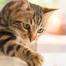 6 Cara Agar Kucing Tidak Buang Air Sembarangan