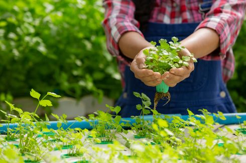 Metode Hidroponik, Solusi Berkebun di Lahan Sempit Perkotaan 