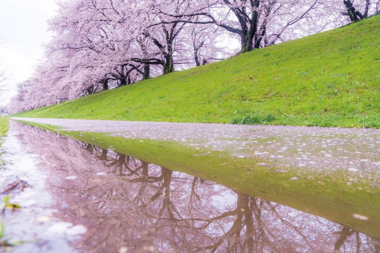 sakura di Yodogawa Riverside Park Sewaritei