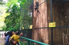 Tantangan Kebun Binatang Saat Ini, dari Satwa sampai Edukasi