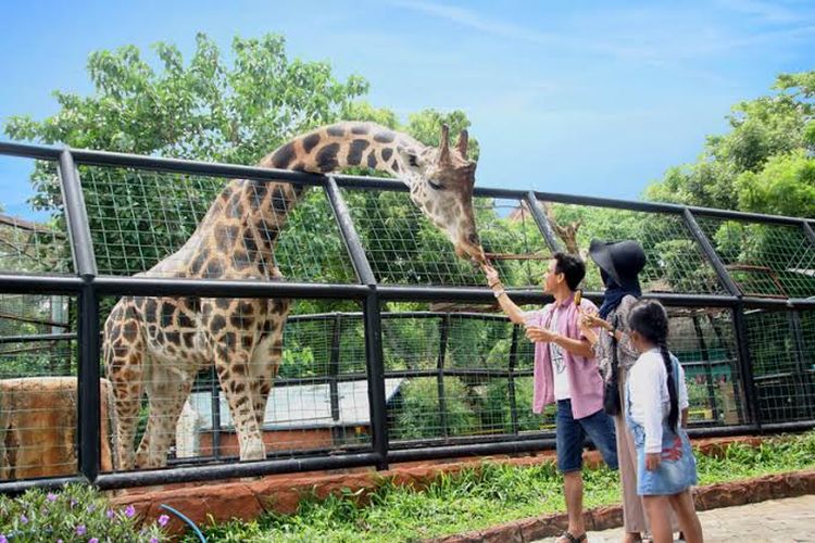 Kegiatan animal feeding di Maharani Zoo dan Goa Lamongan.