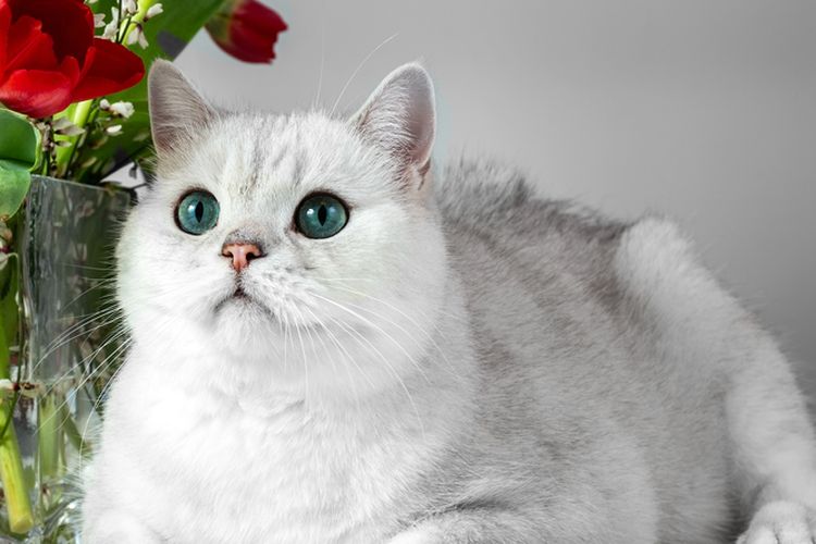 7 Fakta Menarik Kucing British Shorthair, Ras Kuno dan Hampir Punah