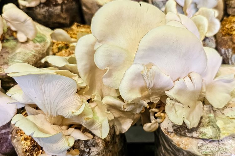 Ilustrasi jamur tiram, budidaya jamur tiram, baglog jamur tiram.