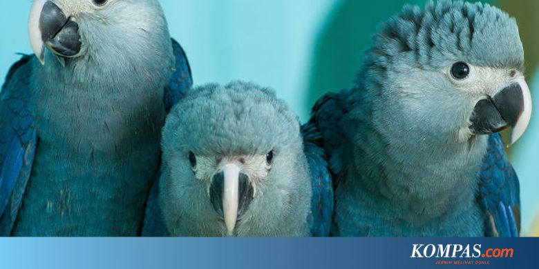 Burung Biru Cantik Dalam Film Rio Diyakini Ahli Punah Di Alam Liar