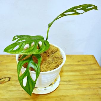 Tanaman Monstera adansonii variegata atau yang karib disebut Janda Bolong.