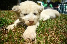 Lucunya Adovo, Bayi Singa Putih Langka yang Lahir di Pasuruan