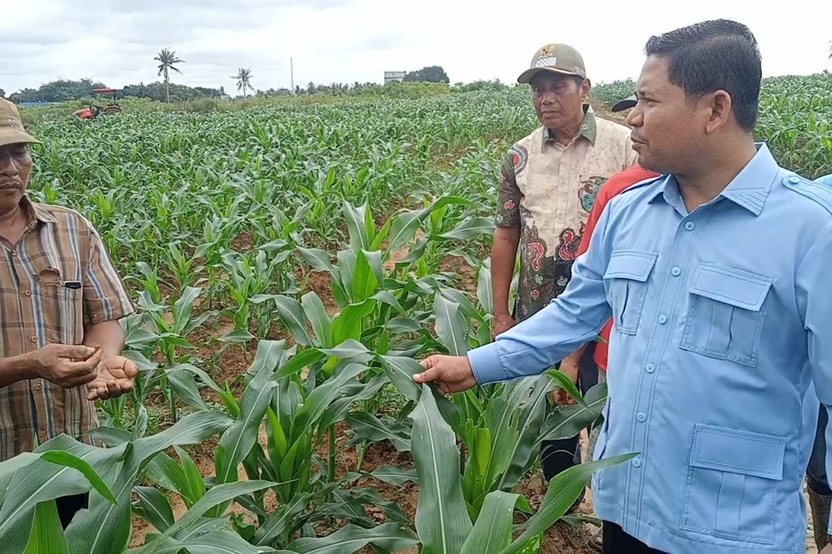 Petani di Jambi Kesulitan Garap Lahan Jagung, Butuh Bantuan Irigasi dan Peralatan