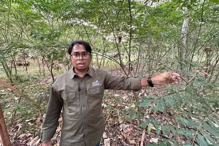 Sekretaris Perusahaan PLN EPI, Mamit Setiawan menjelaskan potensi tanaman multifungsi yakni indigofera di lokasi Pengembangan Ekonomi Hijau milik PLN EPI pada akhir Juli 2024 lalu di Kalurahan Gombang, Ponjong, Gunungkidul. PLN melalui PLN EPI memberikan 25.000 bibit indogofera untuk pengembangan ekonomi hijau berbasis kerakyatan. Daun indigofera nantinya bisa dimanfaatkan sebagai pakan ternak, sedangkan batangnya bisa dijadikan sumber pasokan biomassa.