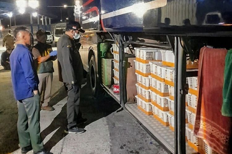 Tersembunyi di Bagasi Bus, 670 Burung Diselamatkan Sebelum Menyeberang ke Jawa