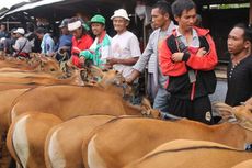 Pasar Beringkit, Awal Perjalanan Sapi Bali...