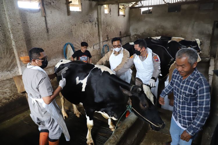 Salah satu sapi di Kota Malang, Jawa Timur hendak dilakukan penyuntikan vaksin PMK pada Senin (27/6/2022). 