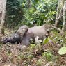 Gajah Berusia 5 Tahun Mati di Jambi, Tidak Ditemukan Luka