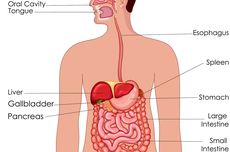 Struktur dan Fungsi Epiglotis