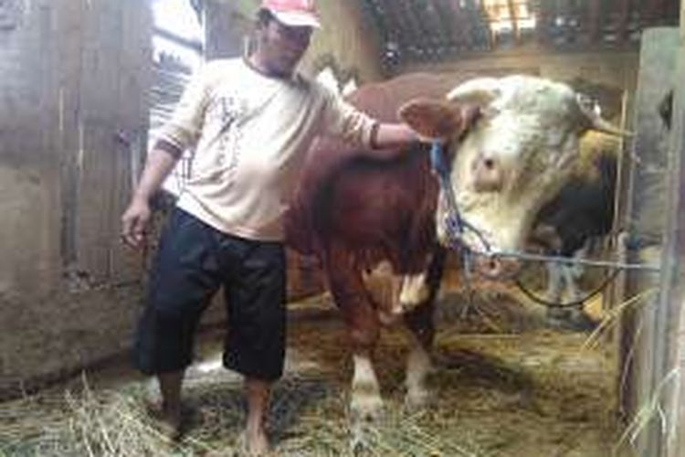 Nur Waluyo dan dua sapi jumbo hasil budidayanya. Dia ingin sapinya dibeli Gubernur Ganjar Pranowo. Kamis (25/8/2016).